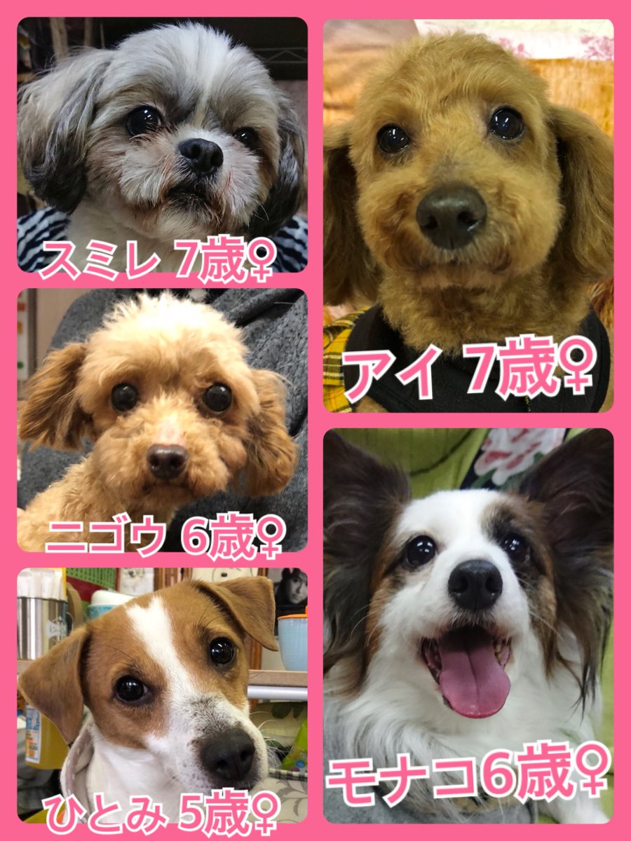 🐾今日の里親様募集中ワンコ🐶メンバーです🐾2019,3,14